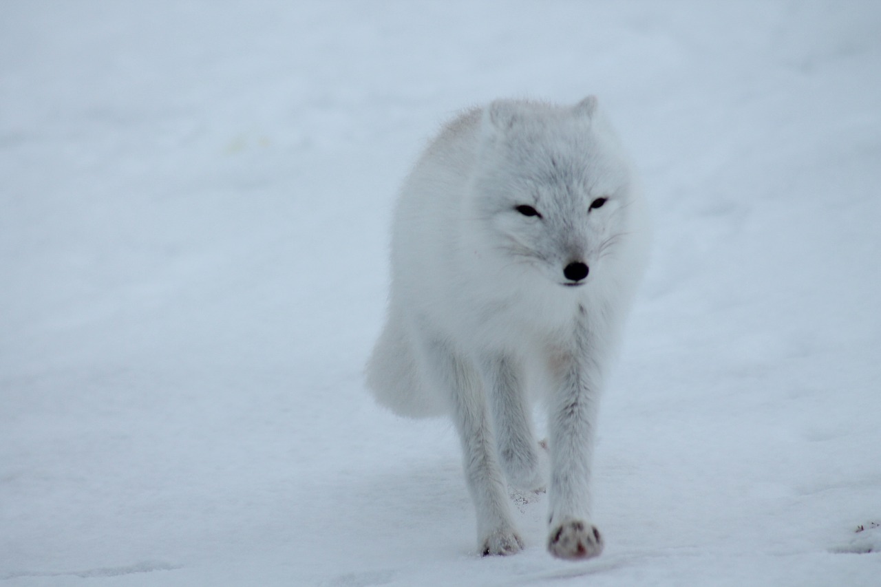 polar fox fox arctic free photo