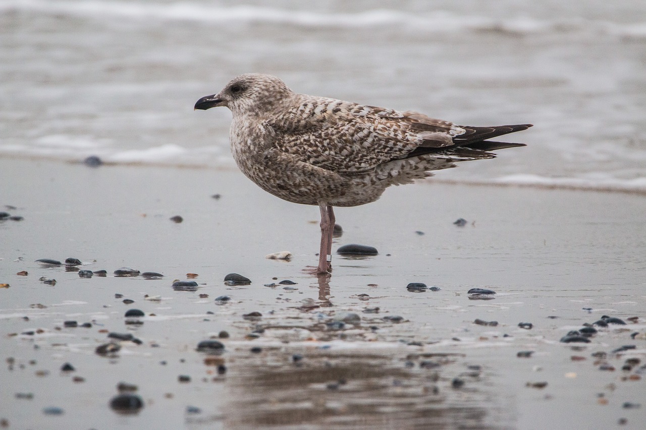 polar seagull seagull bird free photo