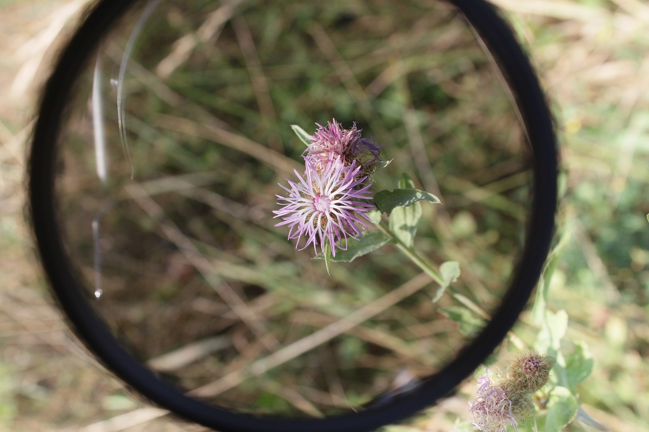 polarizing floral plant free photo