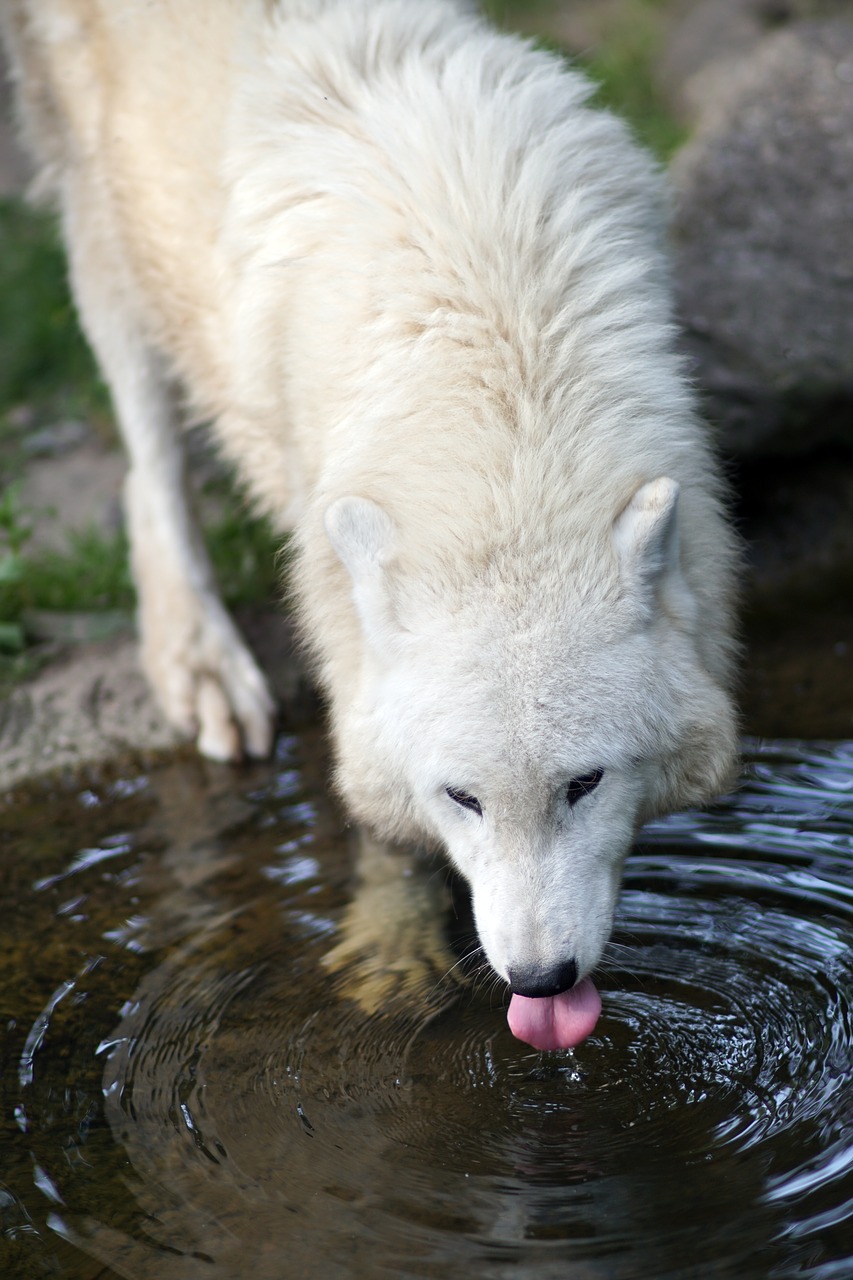 polarwolf drink white free photo