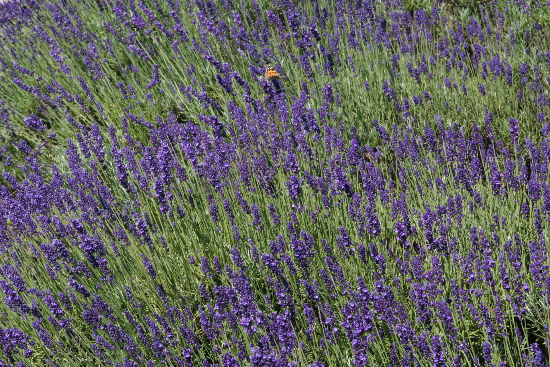 lavender purple nature free photo