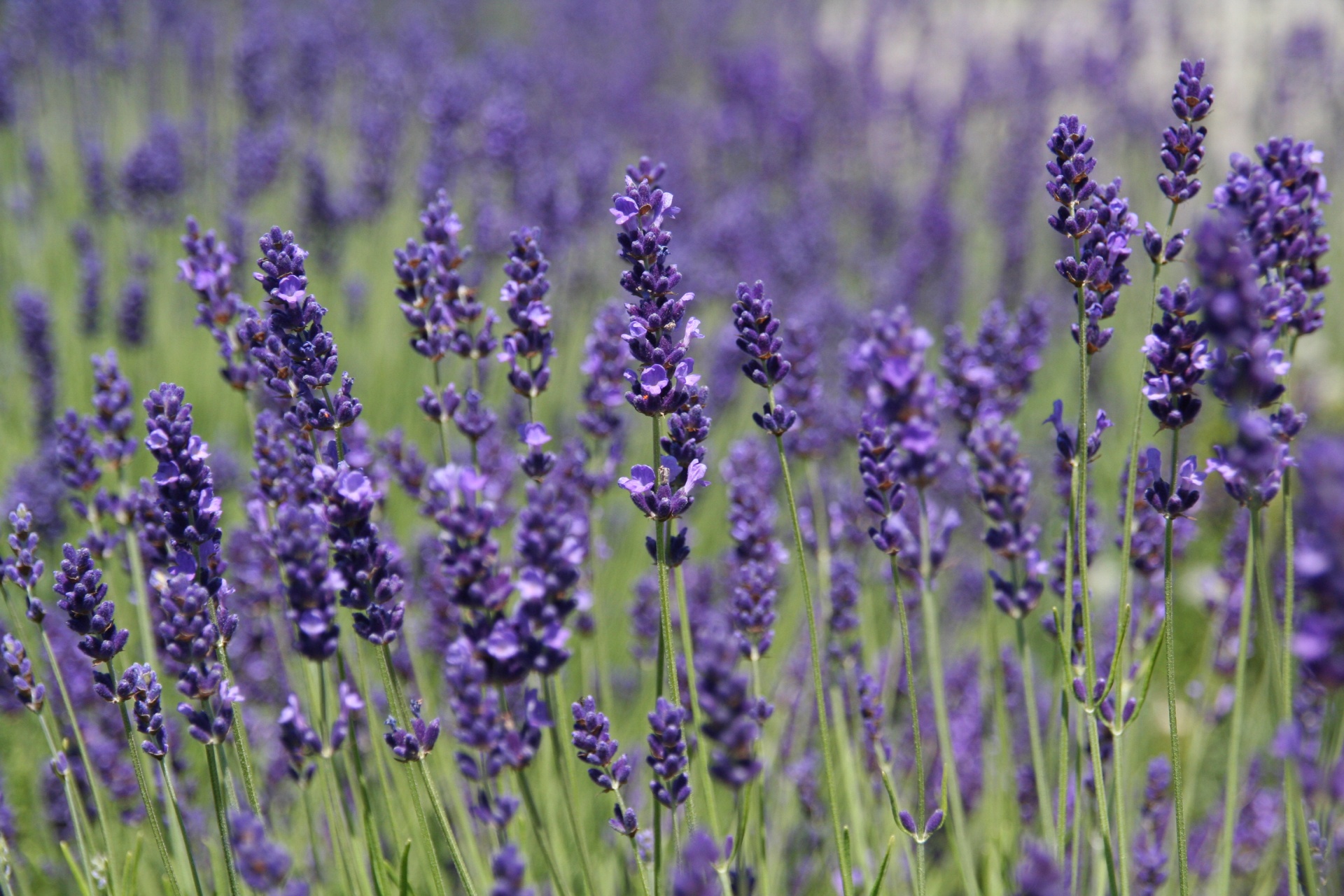 lavender purple nature free photo