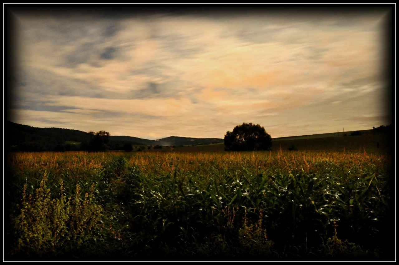 field corn night free photo