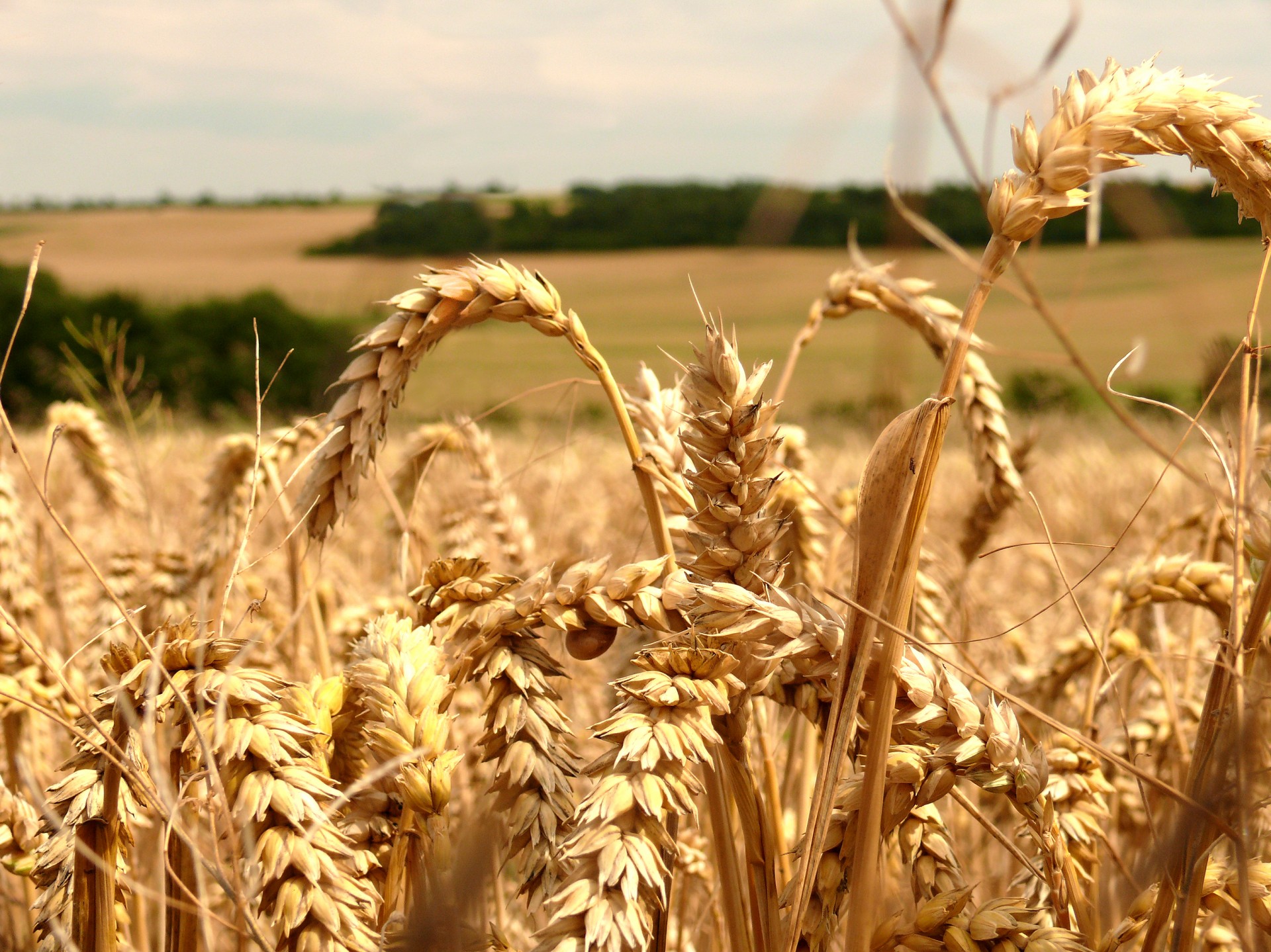 field corn cobs free photo