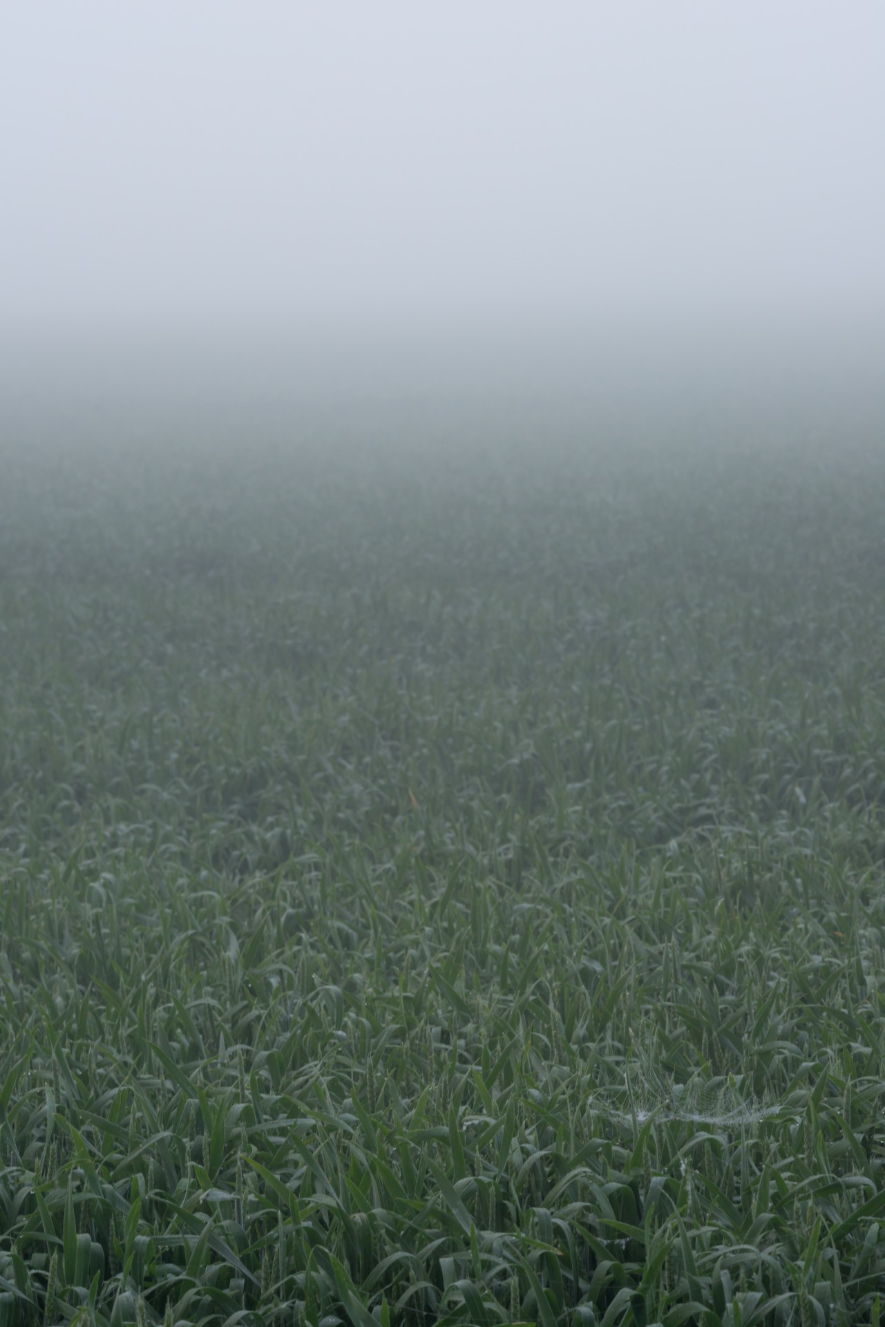 field fog green free photo