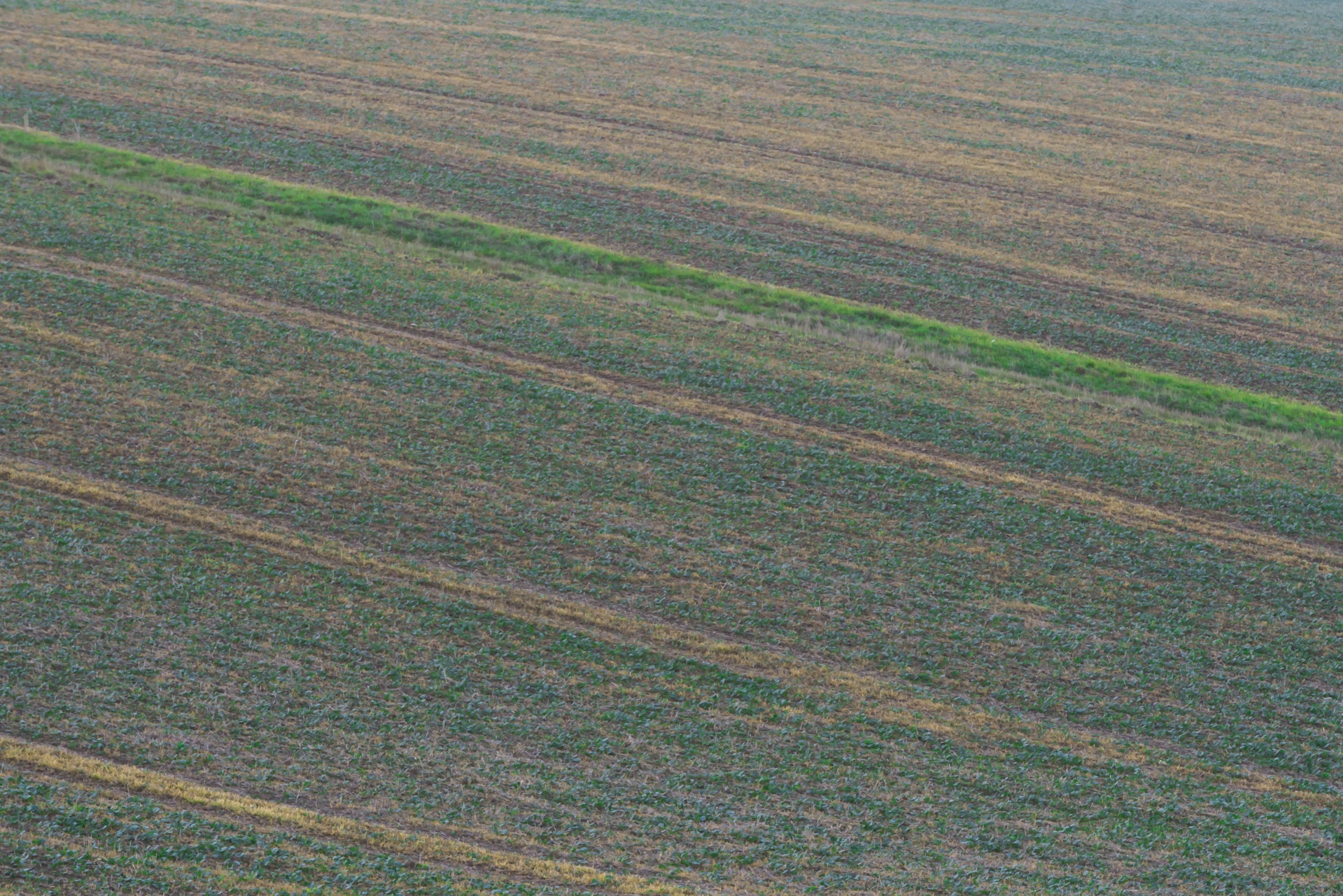 field autumn corn free photo