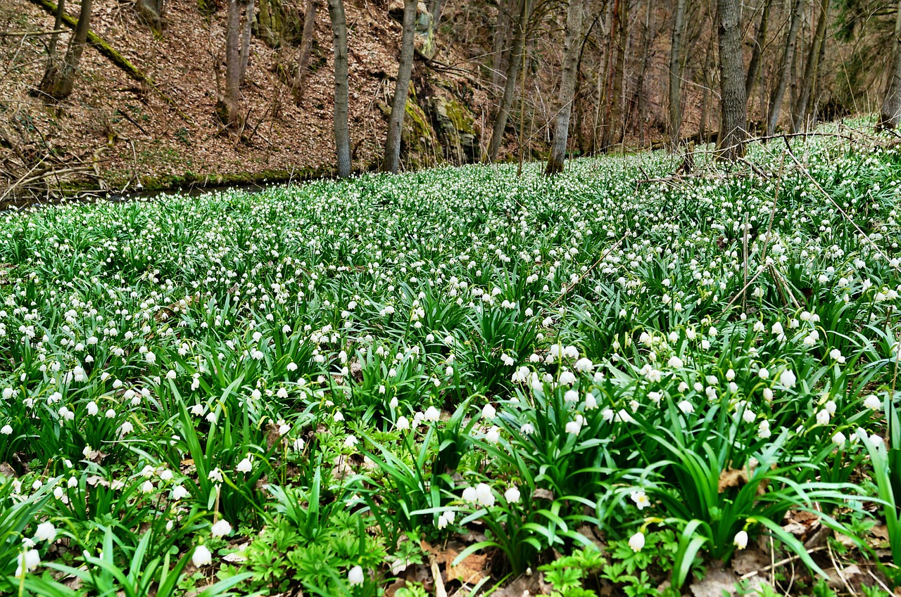 polenztal märzen cup meadows snowflake free photo