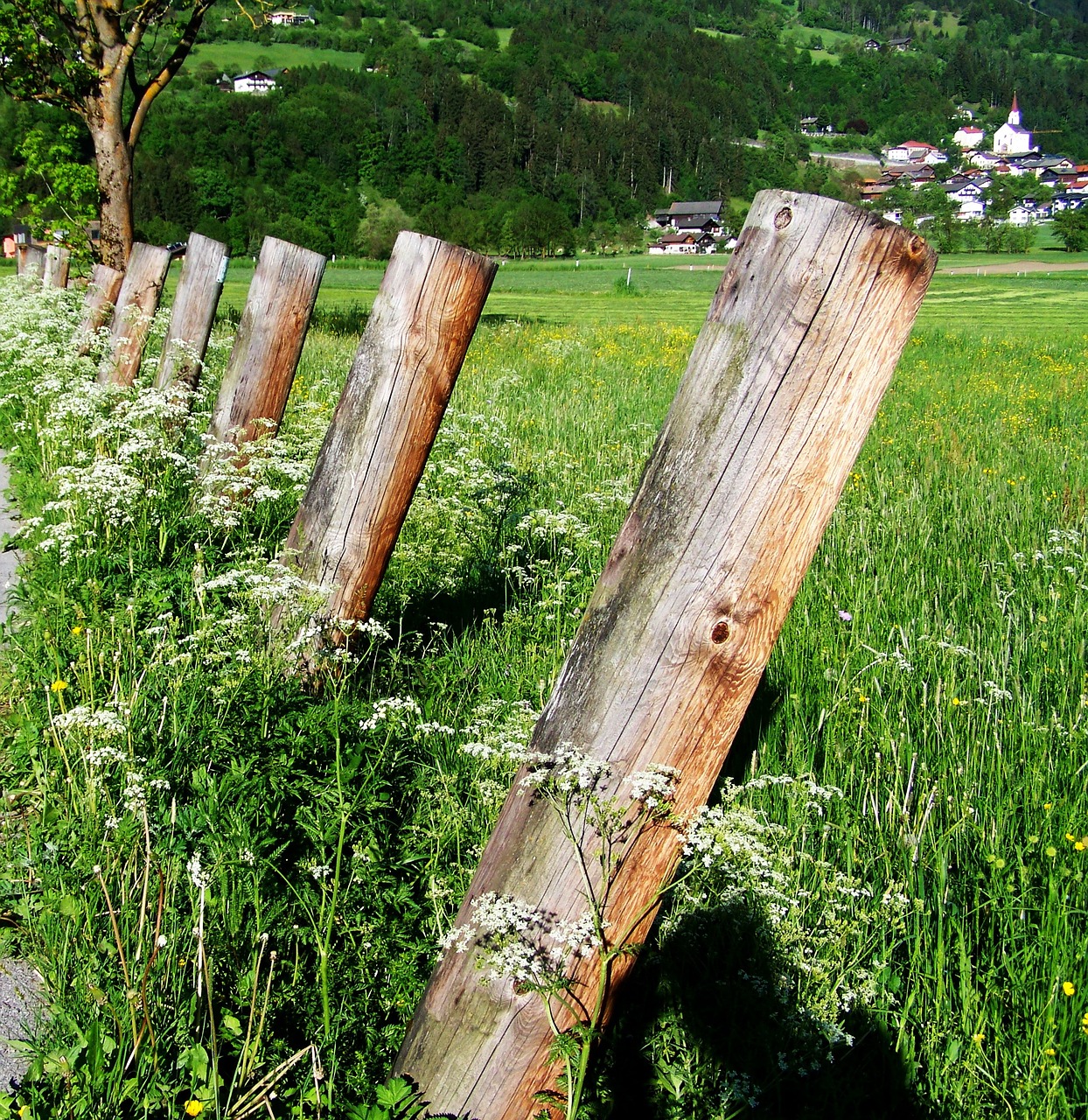 poles green meadow white wild flowers free photo