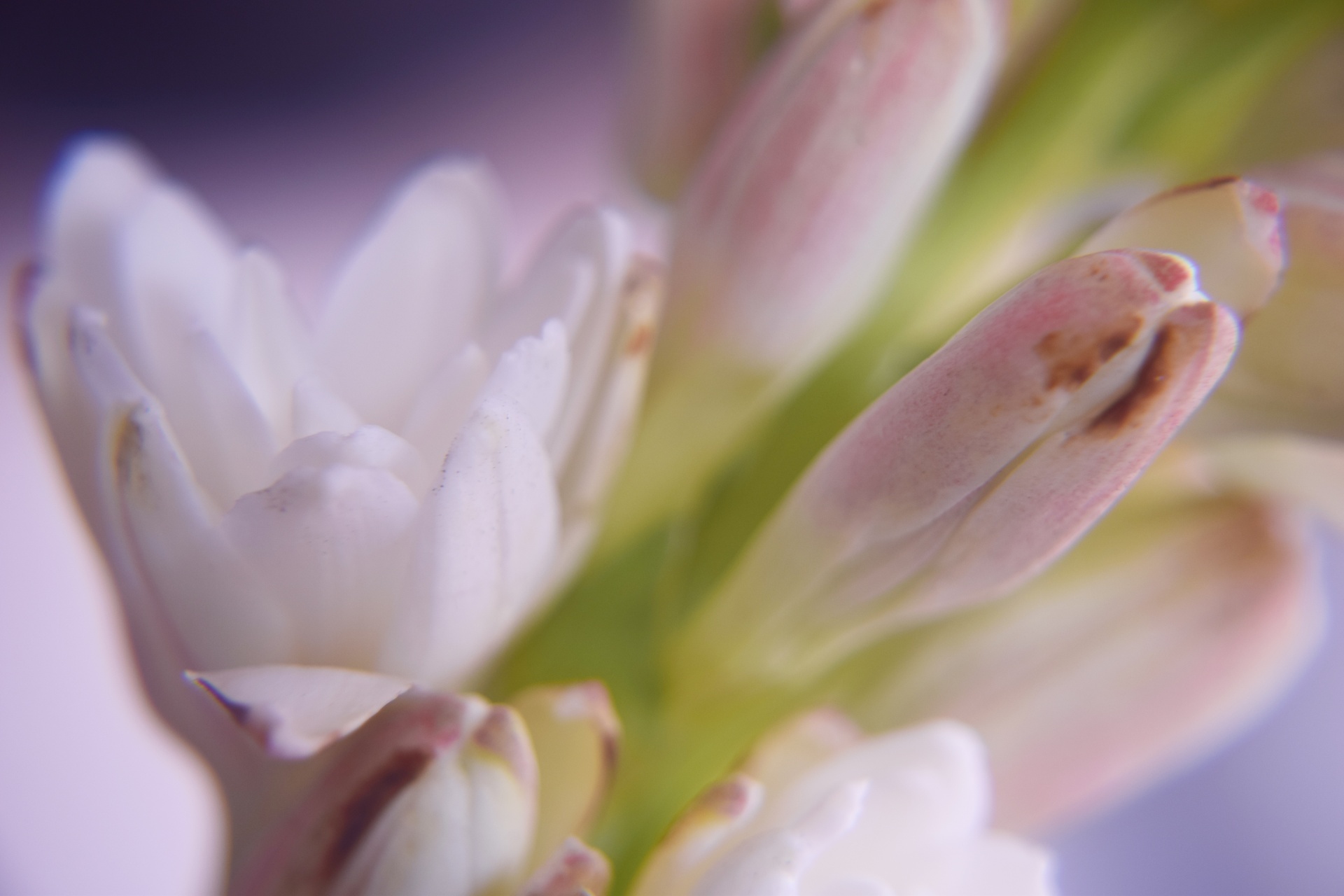 polianthes flower buds free photo