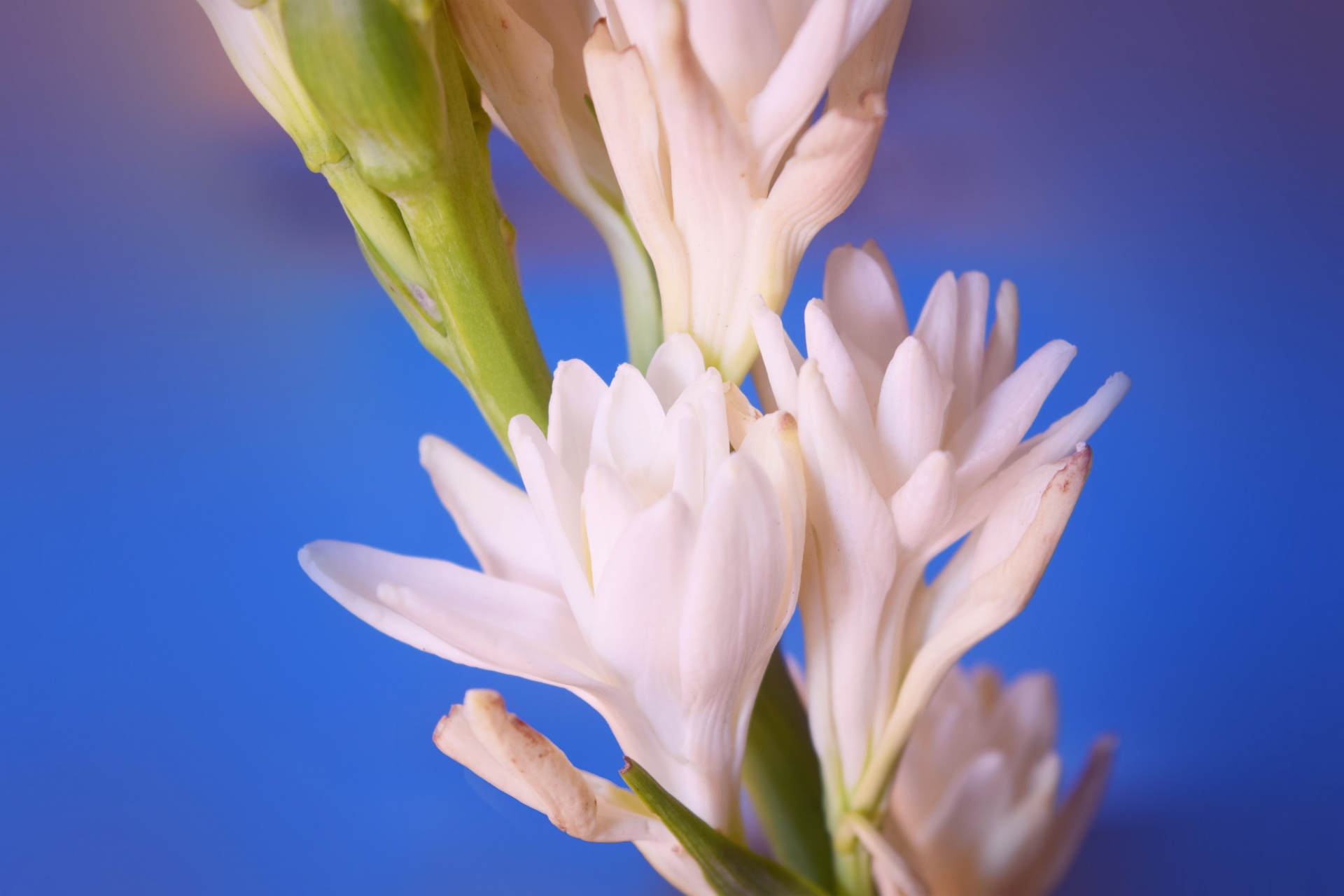 polianthes flower buds free photo