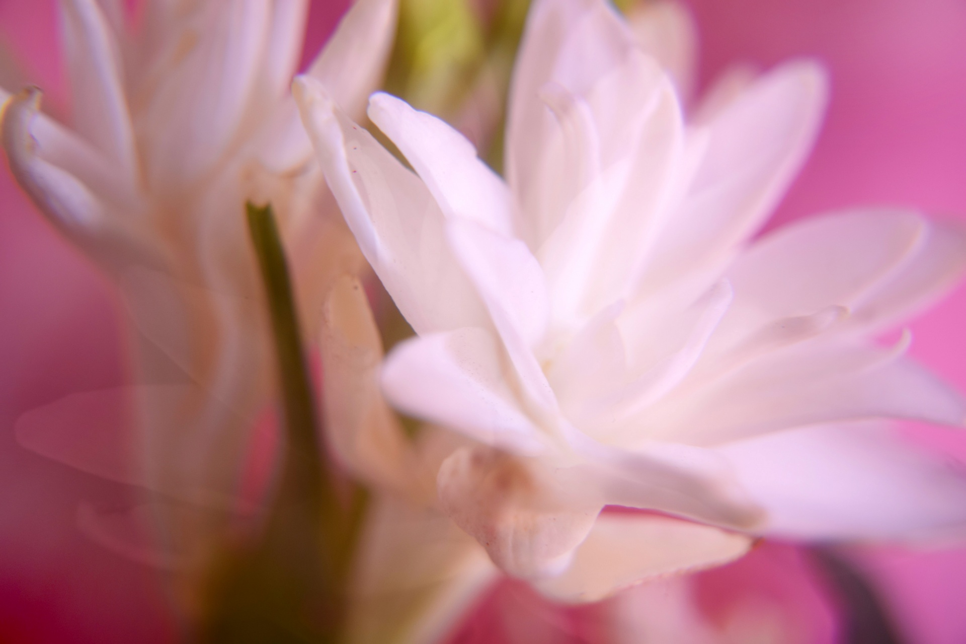 polianthes flower buds free photo