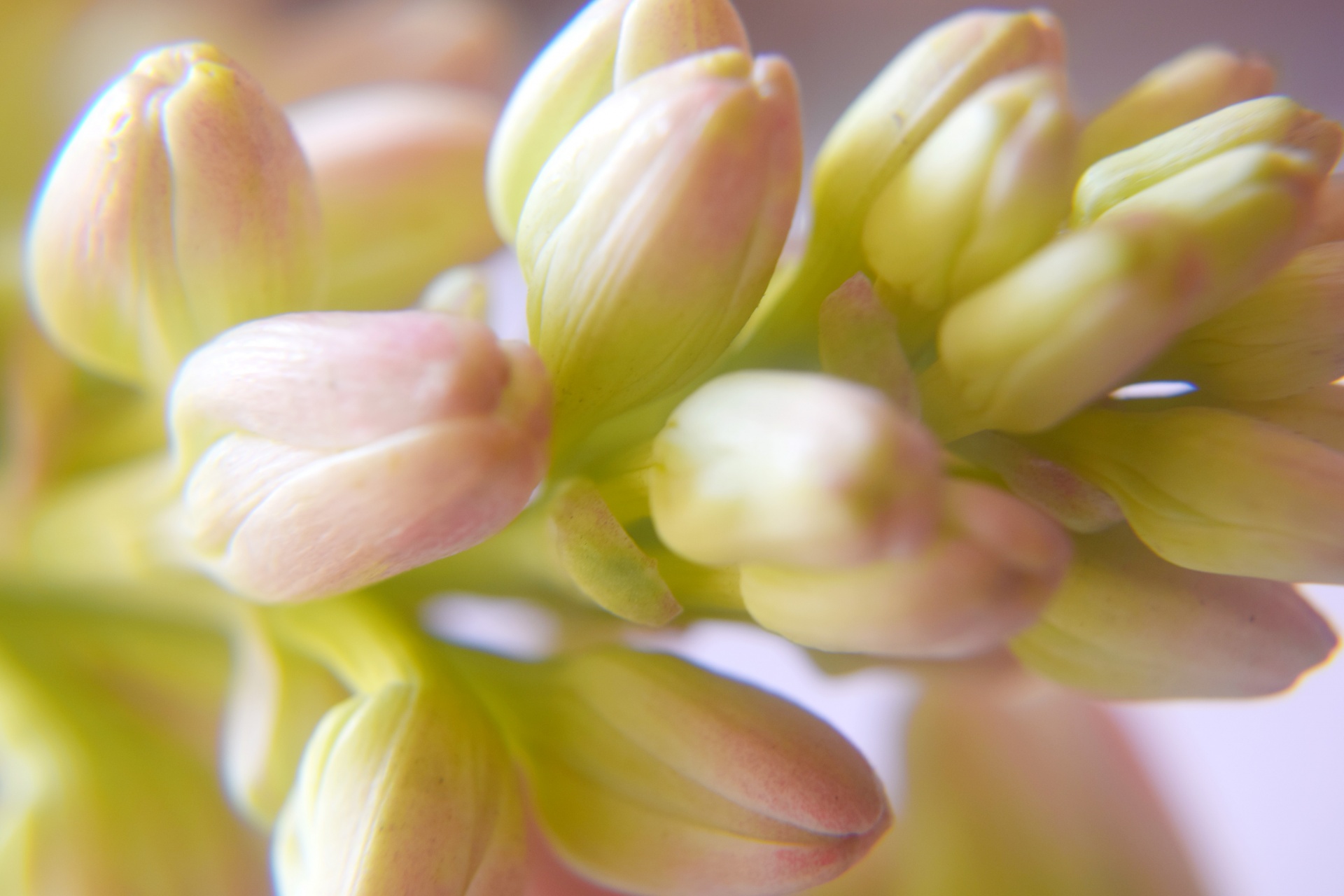 polianthes flower buds free photo