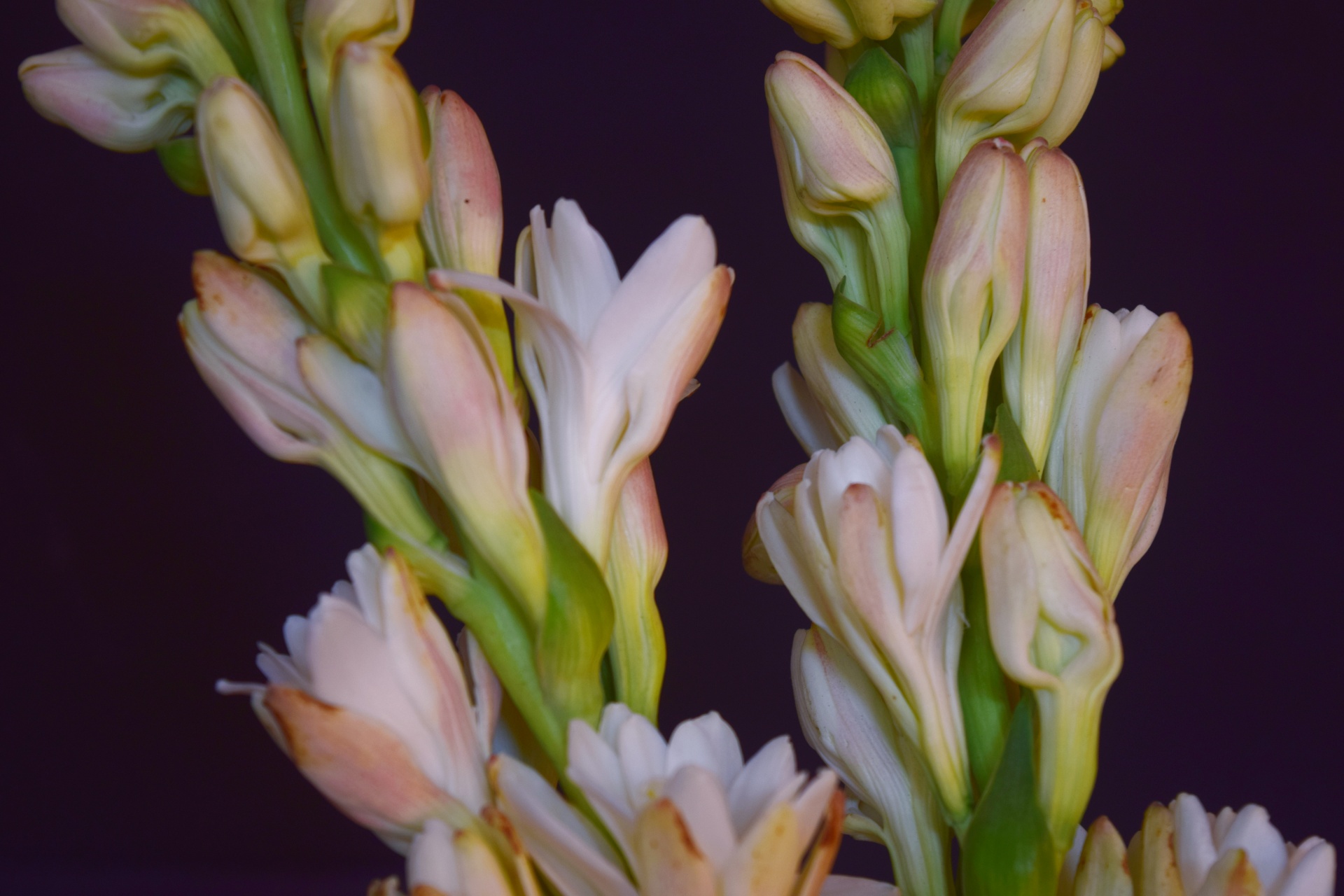 polianthes flower buds free photo