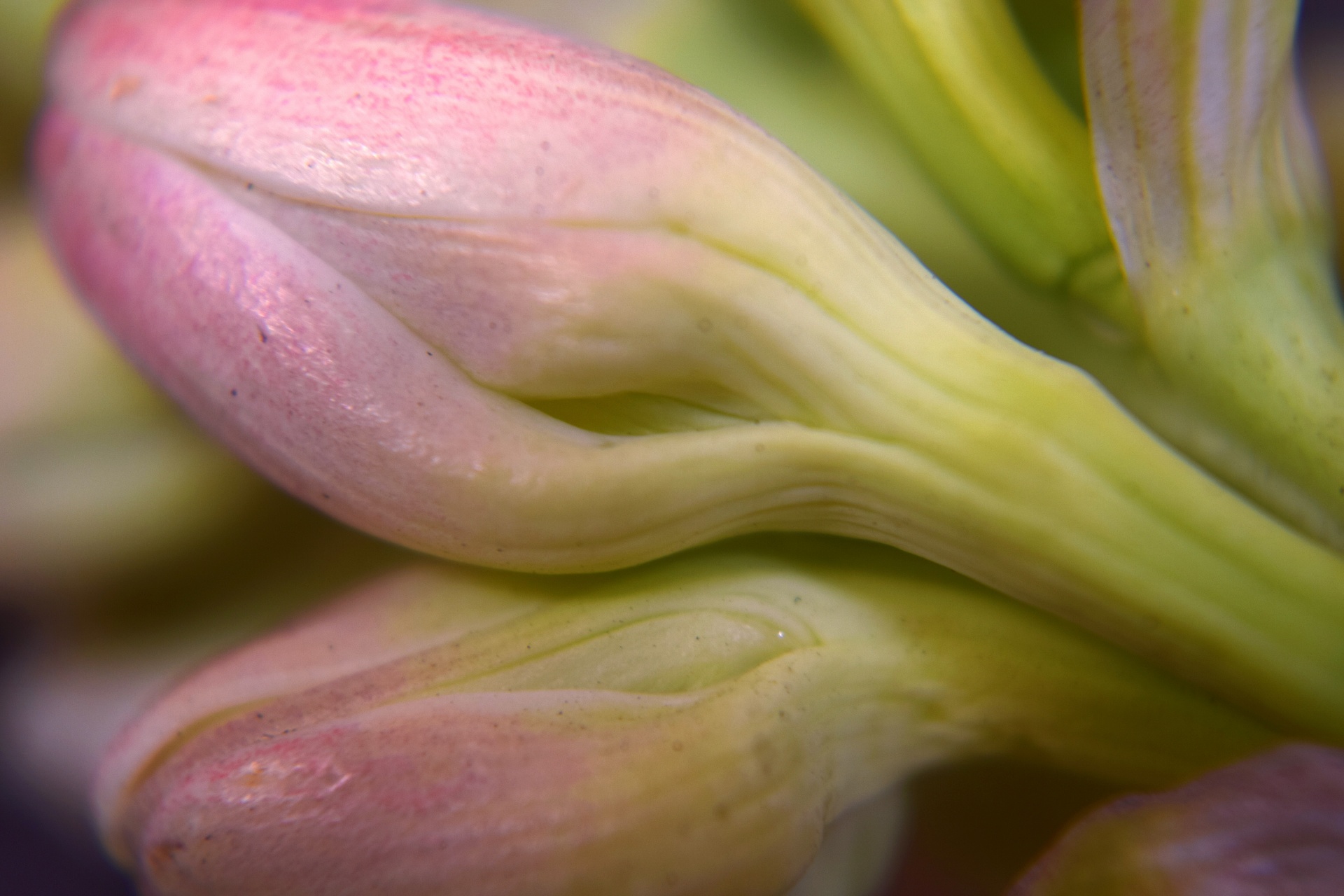 polianthes flower buds free photo