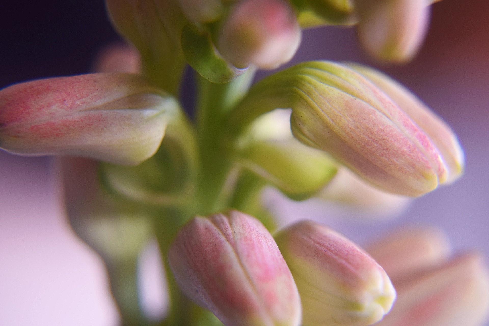 polianthes flower buds free photo