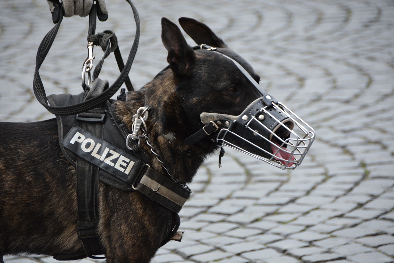 police police dog dog free photo