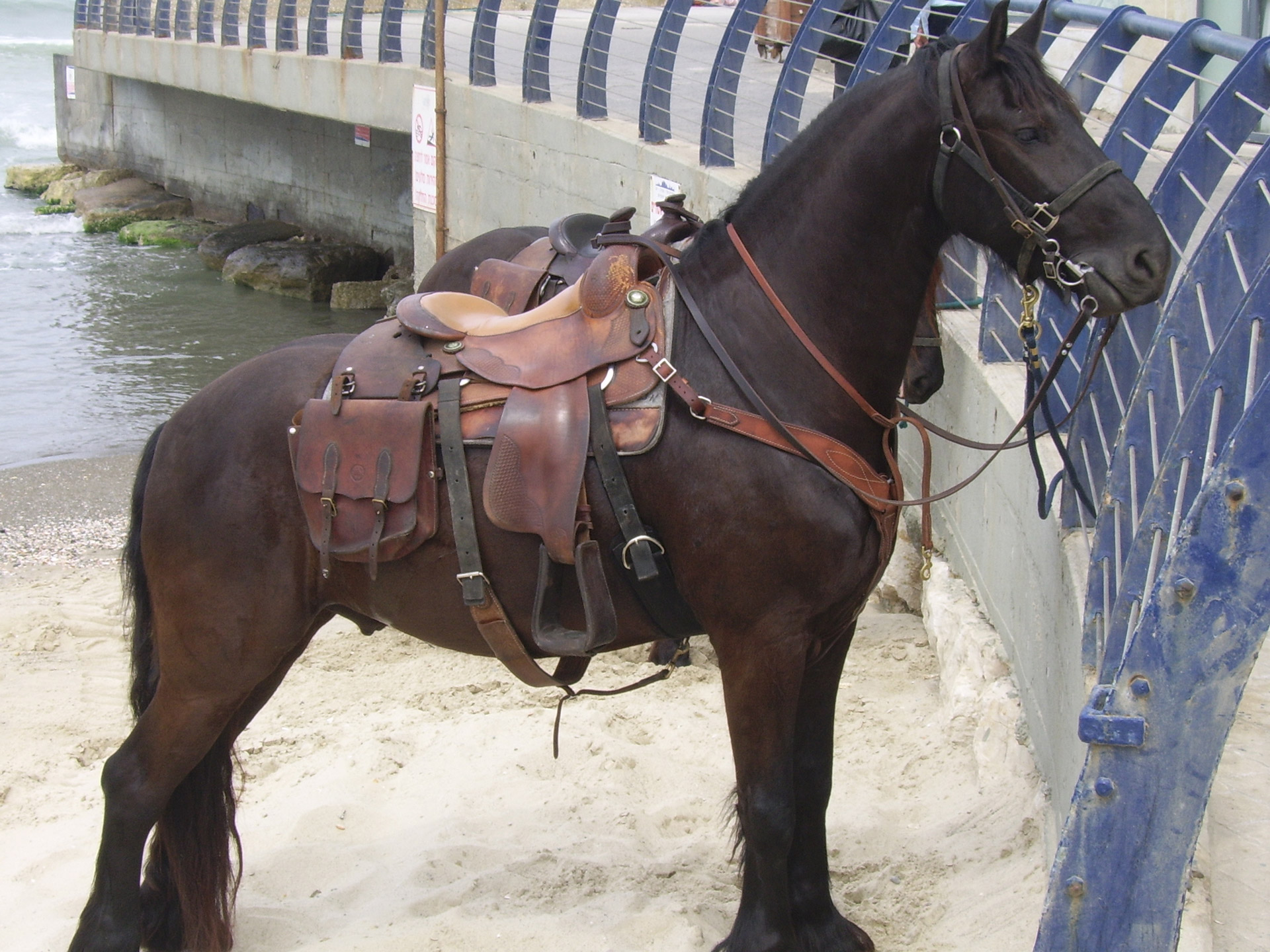 police horses police horses free photo