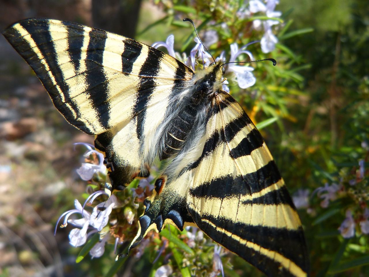 polidario  scarce swallowtail  butterfly free photo