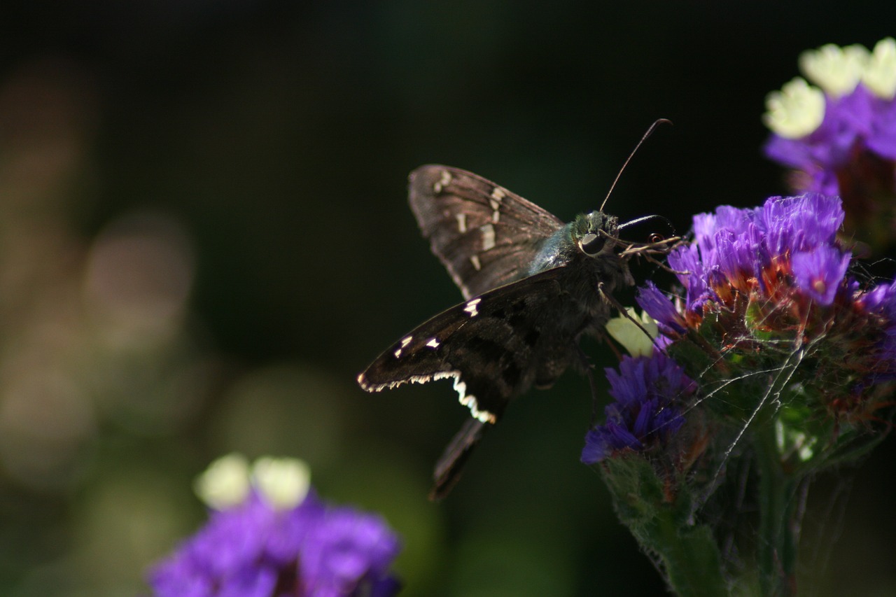 polilla cemetery butterfly free photo