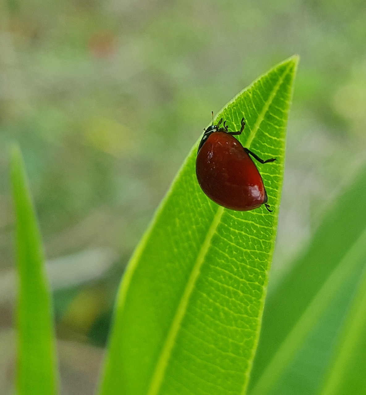 polished lady beetle lady beetle ladybug free photo