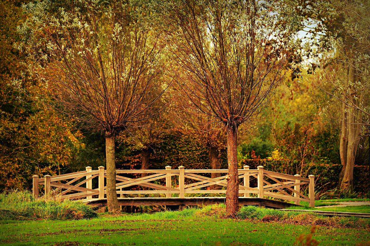 pollard  tree  bridge free photo