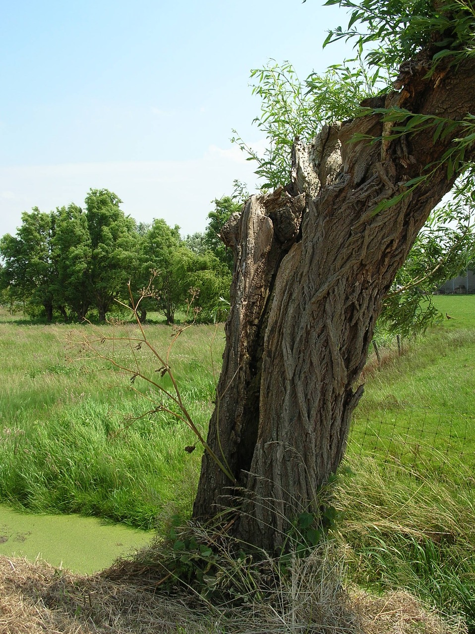 pollard willow cillaarshoek polder free photo
