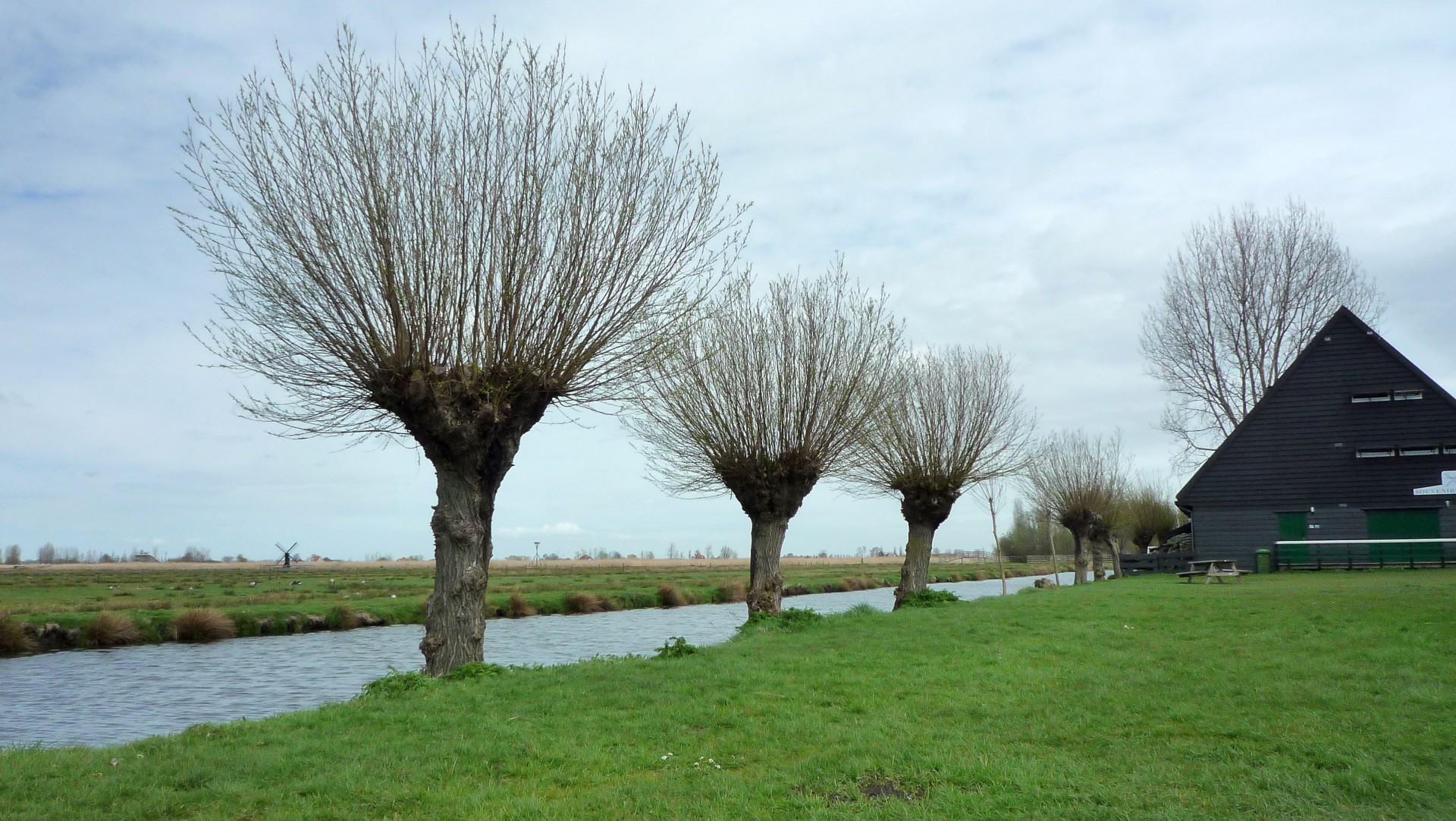 pollard willows knotwilgen pollard willows in dutch landscape free photo
