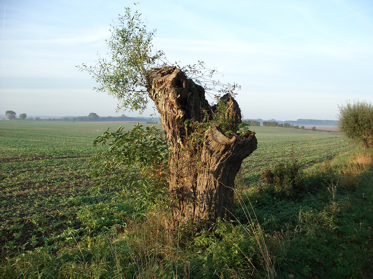 pollarded willow  pasture  tree free photo