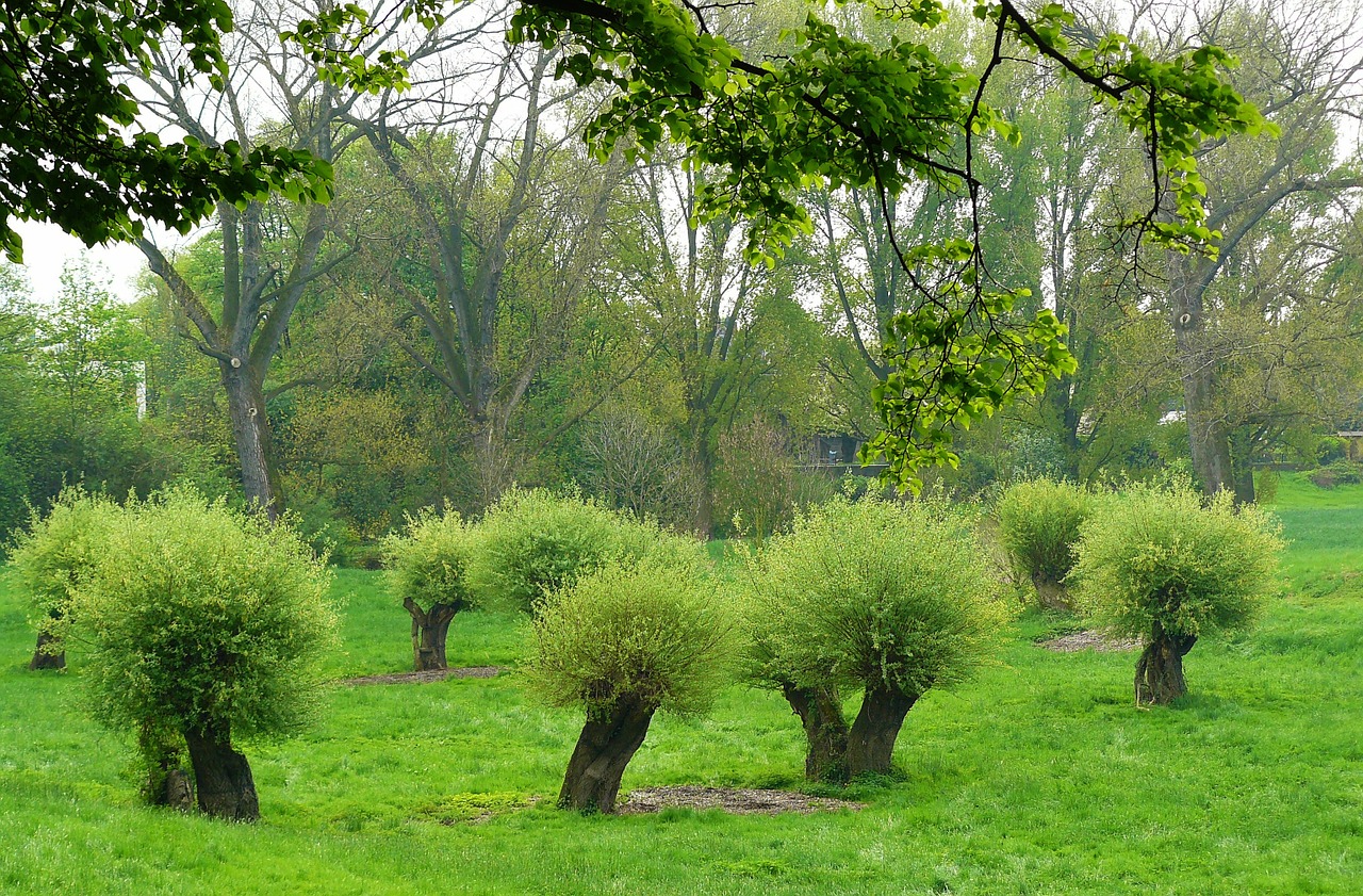 pollarded willows pasture pasture trees free photo