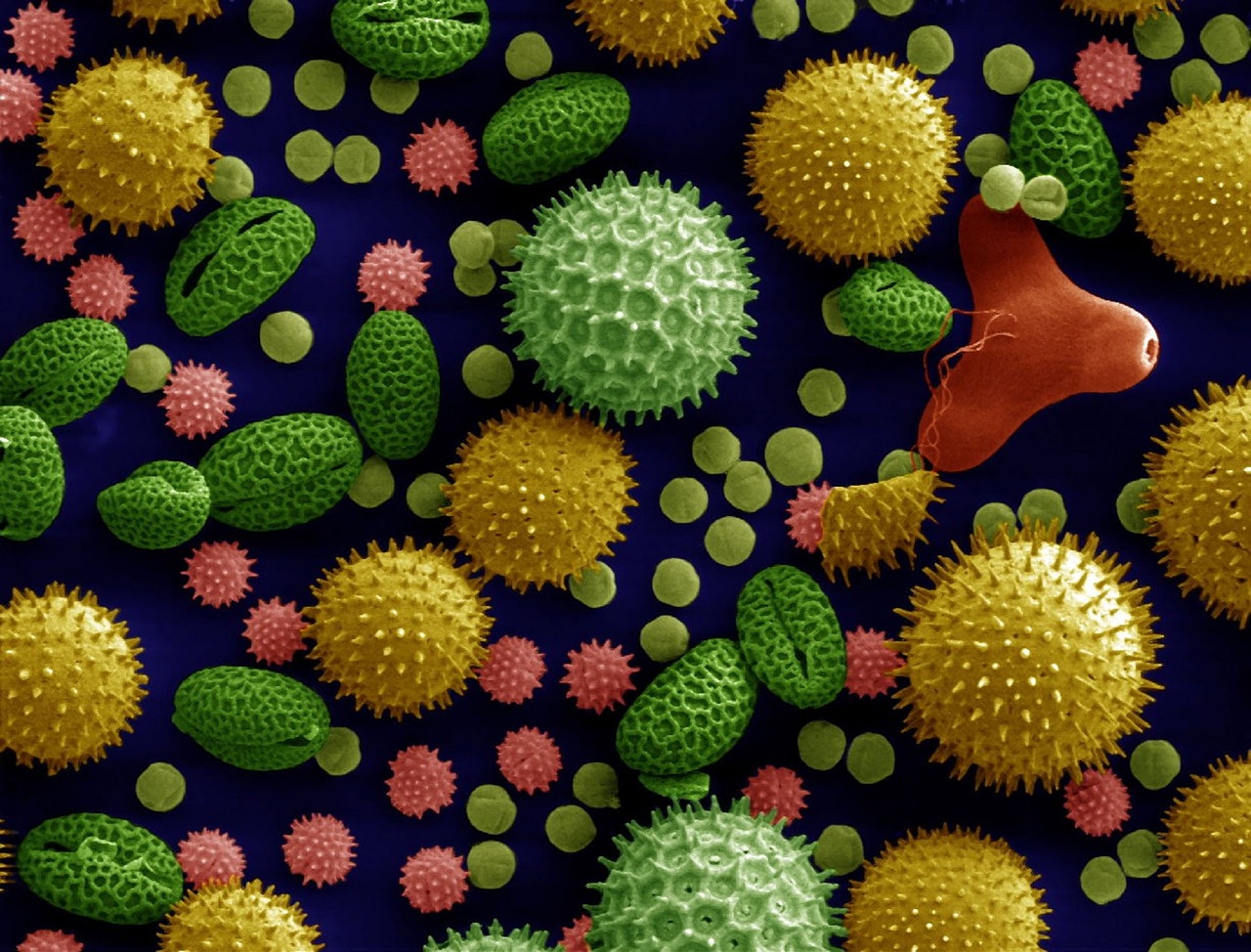pollen varieties magnified free photo