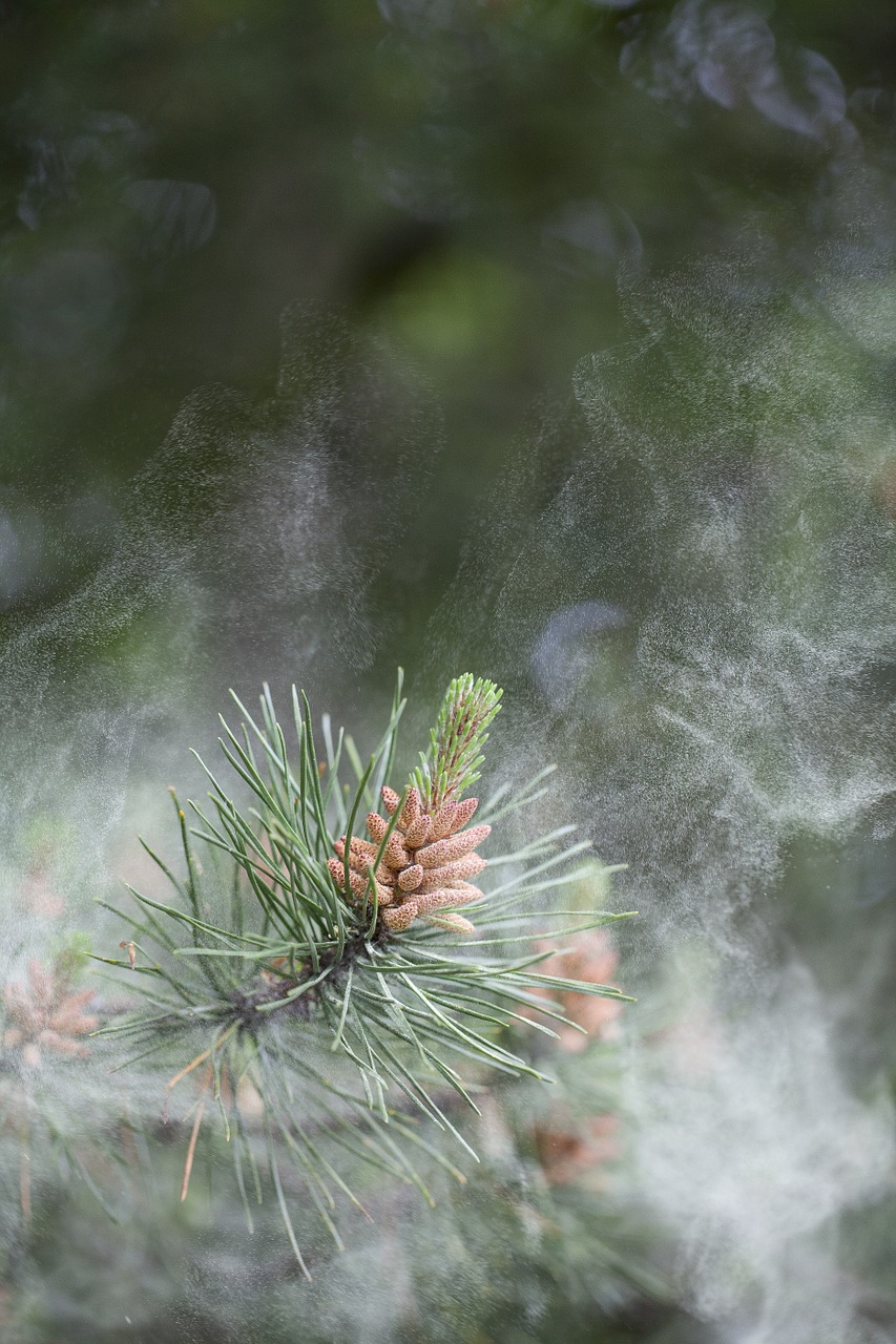 pollen scots pine conifer free photo