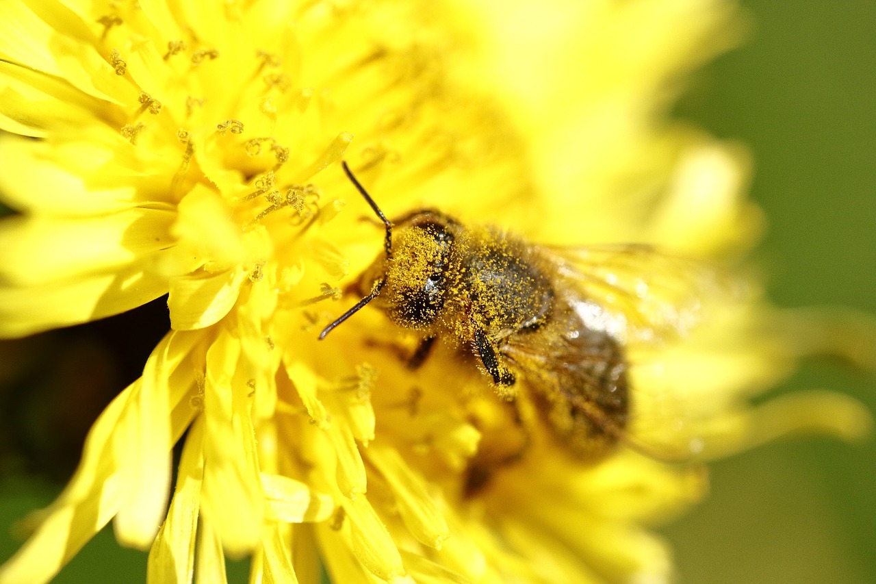 pollen bee macro free photo