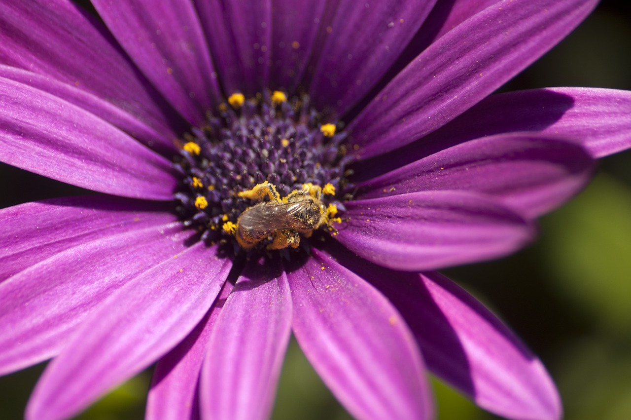 pollen bee flower free photo