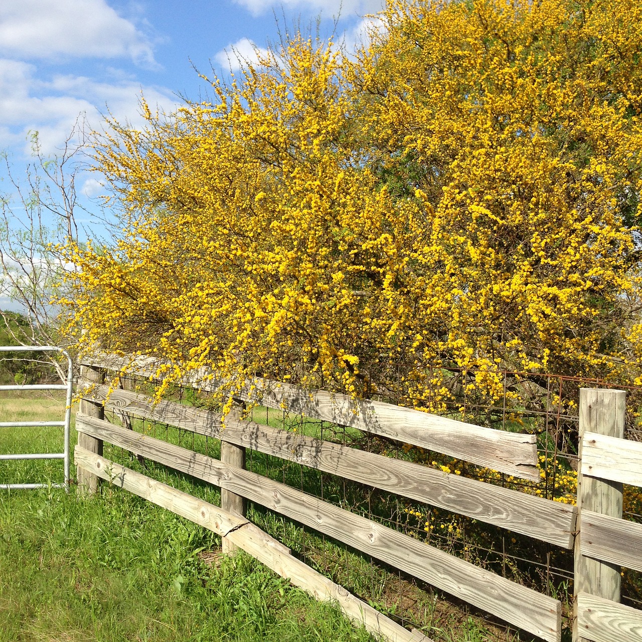 pollen tree huizache free photo