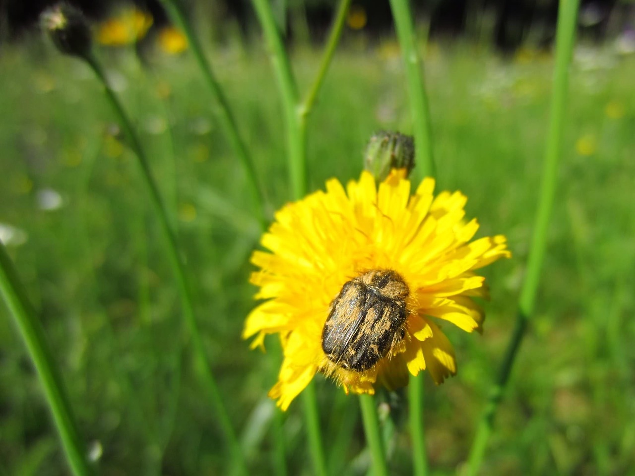 pollen beetle insect free photo