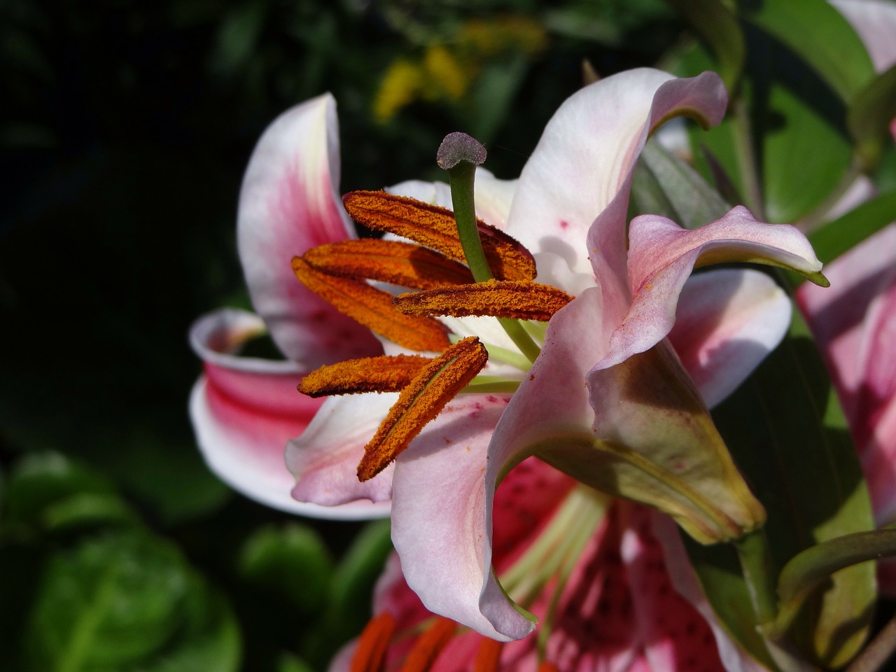 pollen pistil blossom free photo