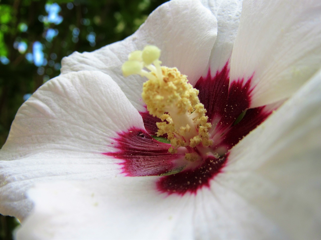 pollen rose of free photo