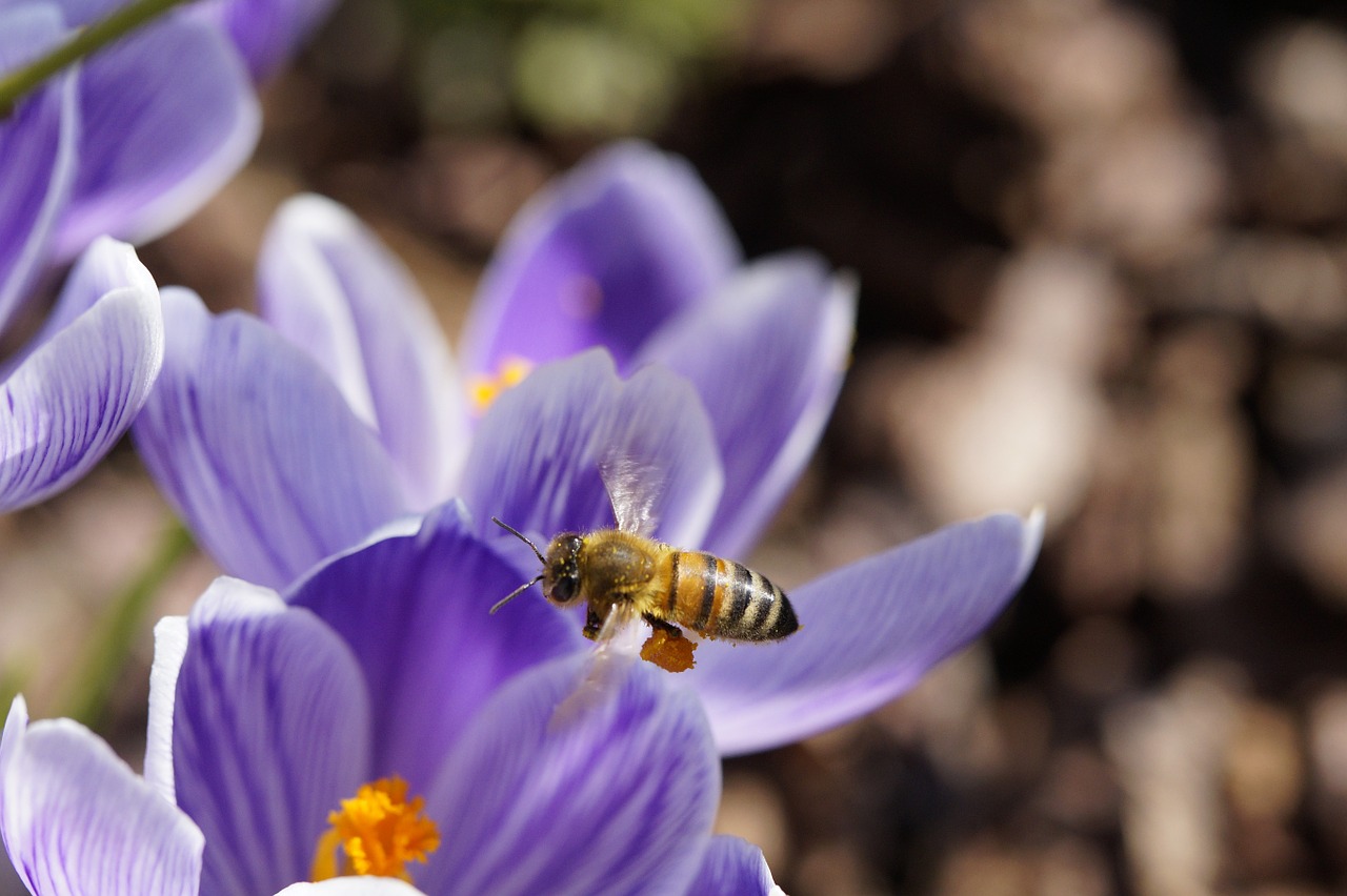 pollen bee collect pollen free photo