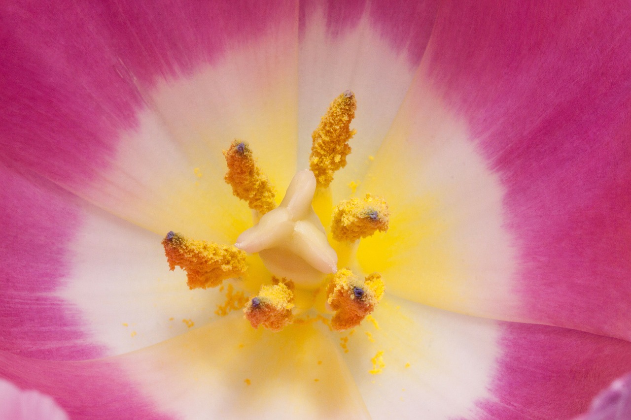 pollen pistil tulip free photo