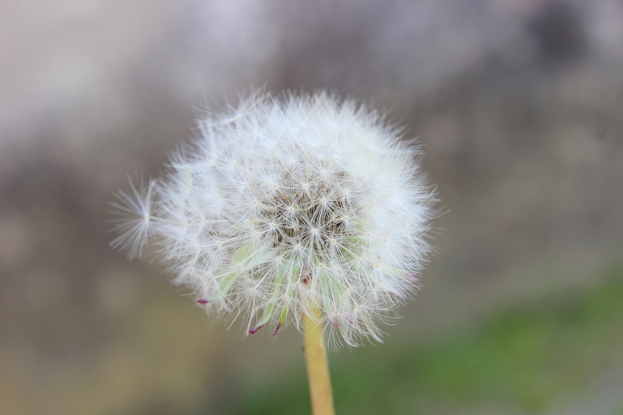 pollen  nature  izmit free photo