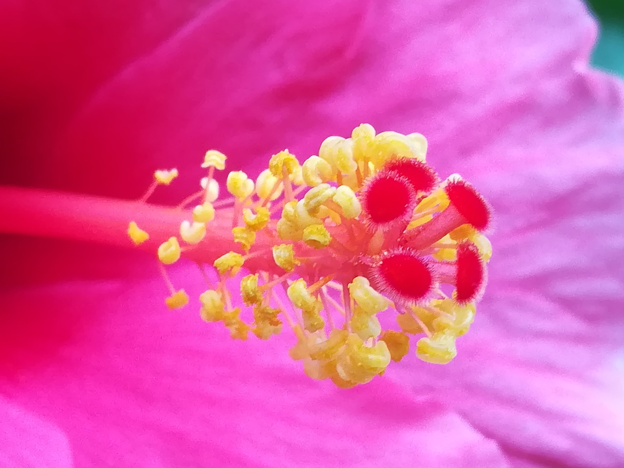 pollen  flowers  yellow free photo