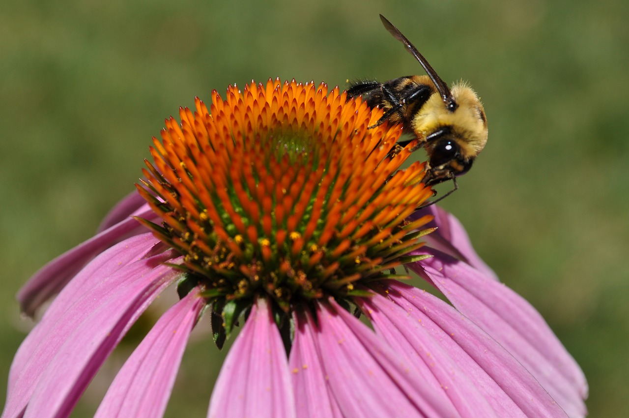 pollen  bee  allergies free photo