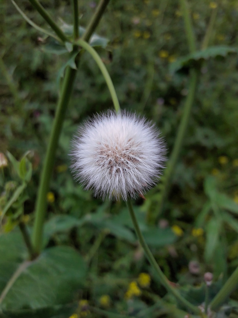 pollen  flower  plant free photo