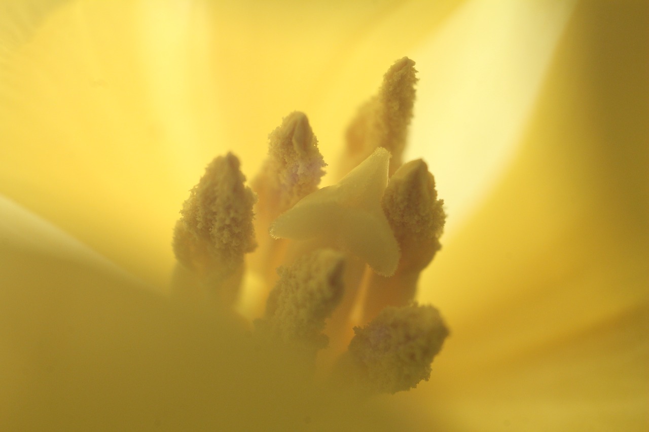 pollen  stamen  the interior of the free photo