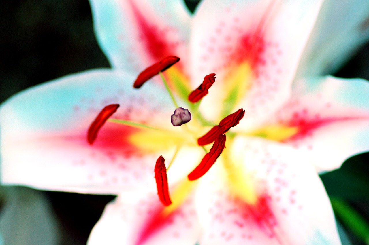 pollen flower macro free photo