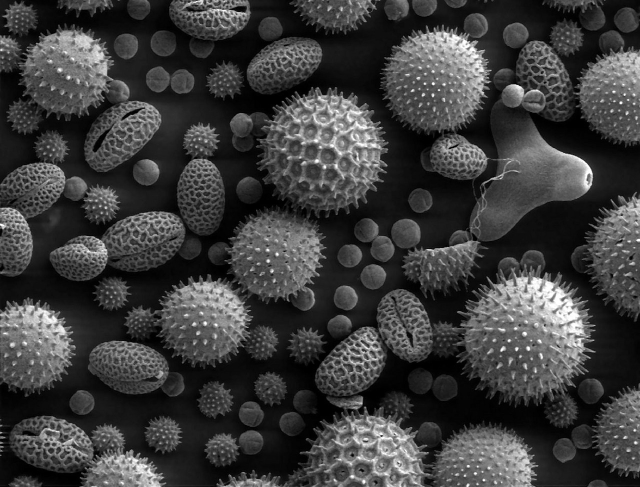 pollen microscope electron microscope free photo