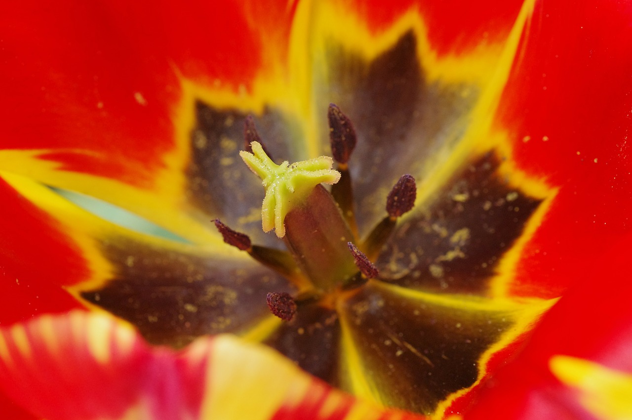 pollen pistil stamp free photo