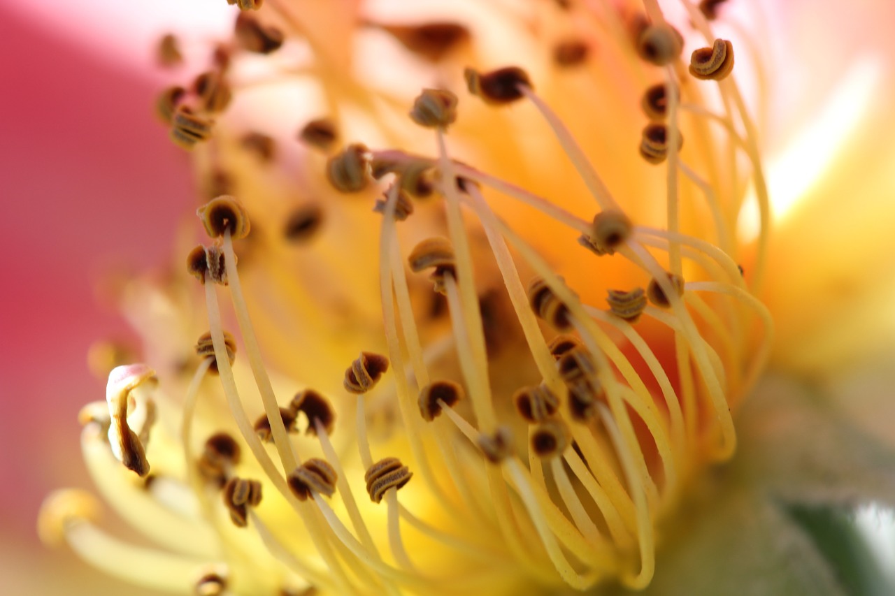 pollen close-up floral free photo