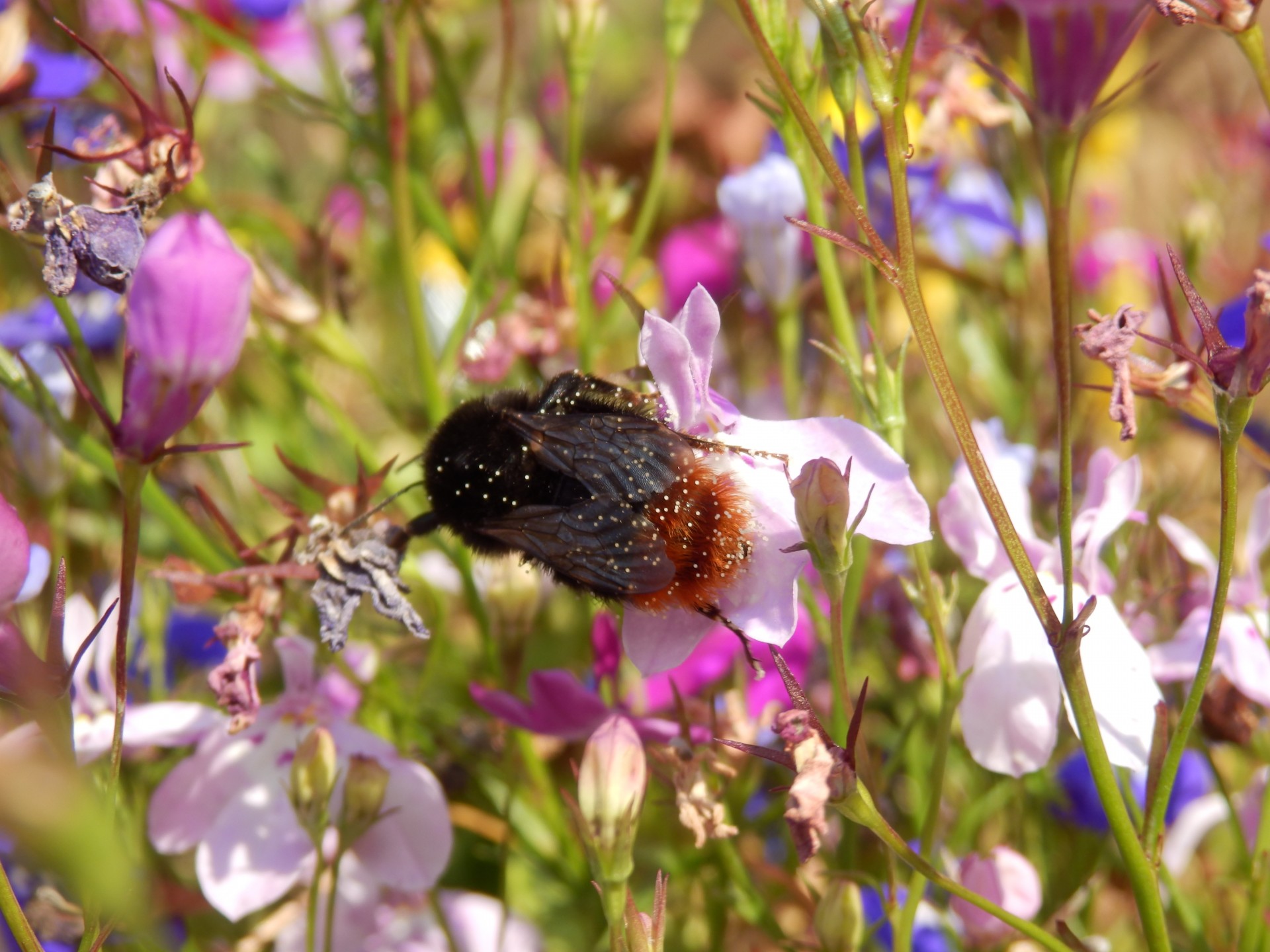 bee honey pollen free photo