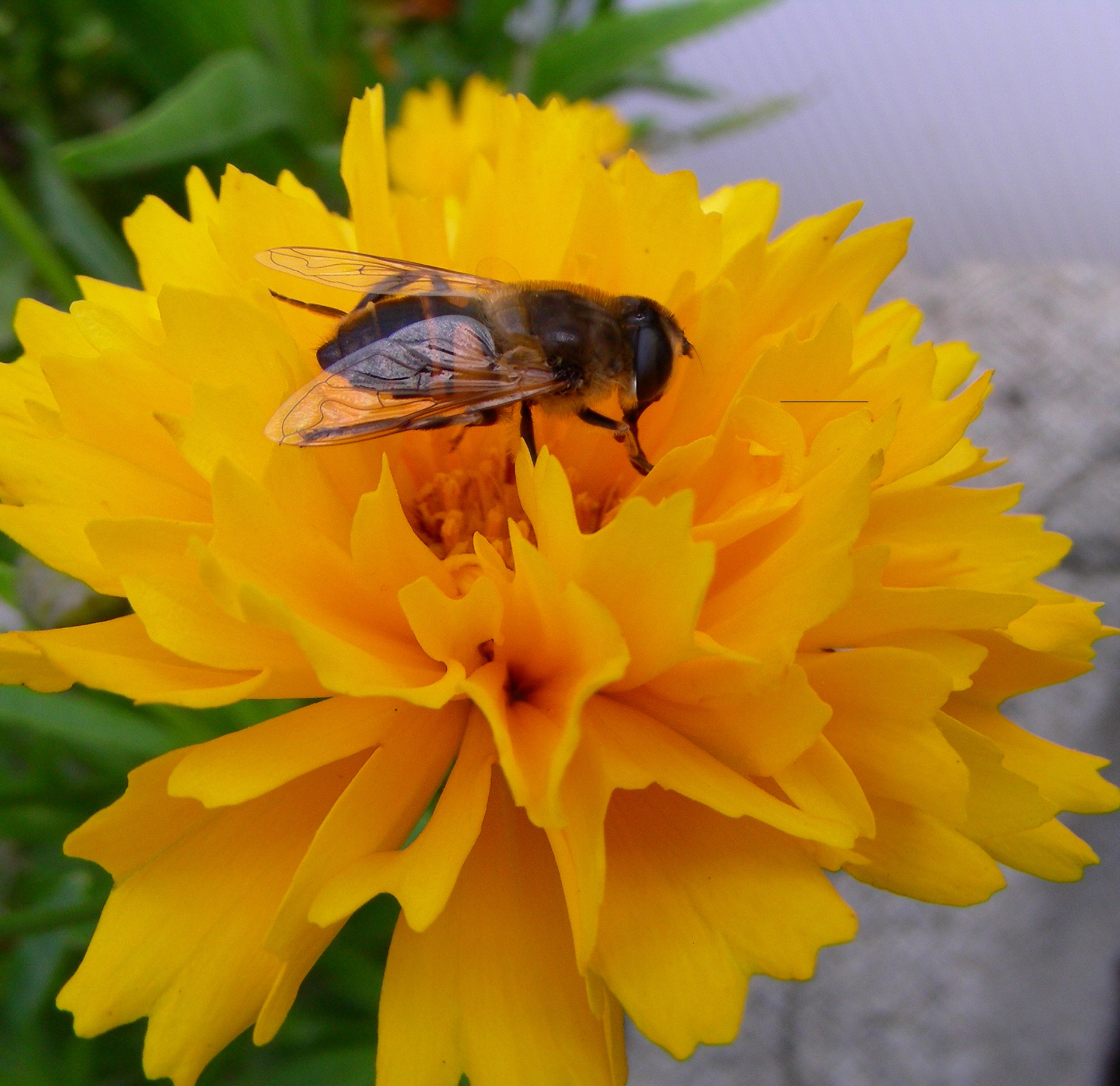 fly flowers yellow free photo